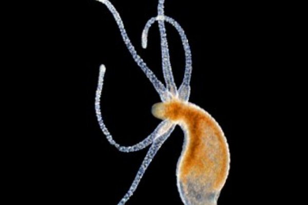 Kraken пользователь не найден при входе